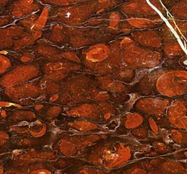 CAMPANIAN MARBLE